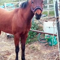 Olena cavalla Quarte horse con origini americane