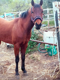 Olena cavalla Quarte horse con origini americane