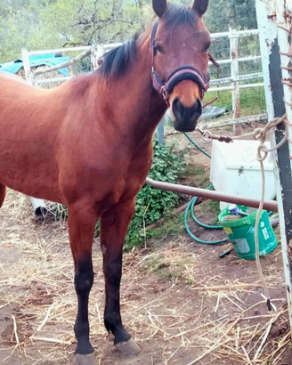 Olena cavalla Quarte horse con origini americane