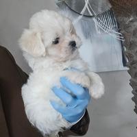 Maltese linea coreana