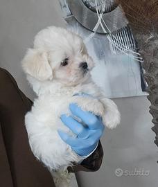 Maltese linea coreana