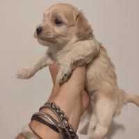 Maltipoo