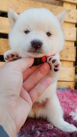Shiba inu cuccioli con pedigree