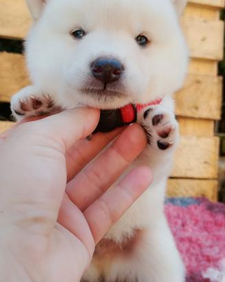 Shiba inu cuccioli con pedigree