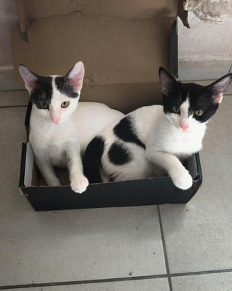 Gattini adozione in coppia