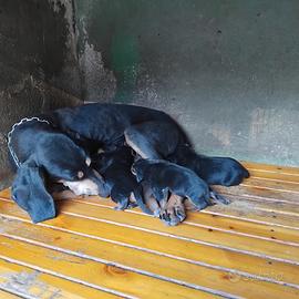 Cuccioli segugio italiano incrociati con segugio d