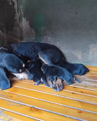 Cuccioli segugio italiano incrociati con segugio d