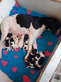 Cuccioli di pointer inglese