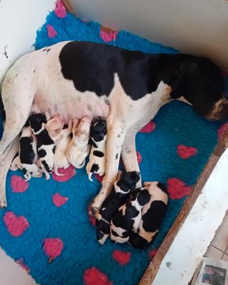 Cuccioli di pointer inglese