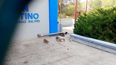 Gatti junior