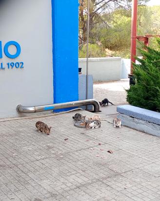 Gatti junior