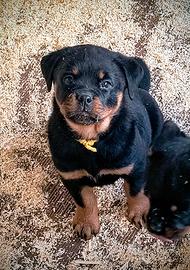 Cucciola di Rottweiler