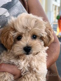 Cuccioli Maltipoo