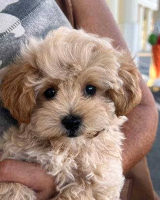 Cuccioli Maltipoo