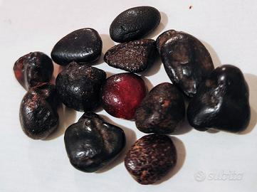 Ambra Siciliana Simetite grezza.