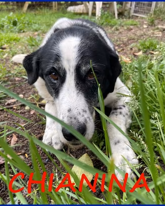 CHIANINA 12 anni in gabbia sogna una famiglia