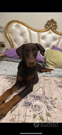 Cuccioli doberman