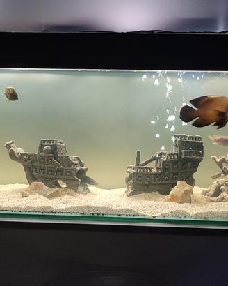  acquario 