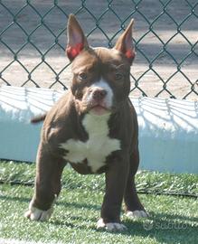 American Bully cucciola AmericanBully