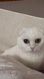 Gattini maschio e femmina
