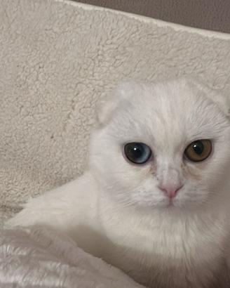 Gattini maschio e femmina