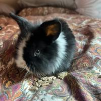 Conigli nani ariete testa di leone