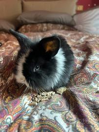 Conigli nani ariete testa di leone