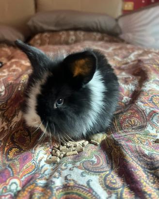 Conigli nani ariete testa di leone