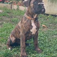 Cucciolo di boxer