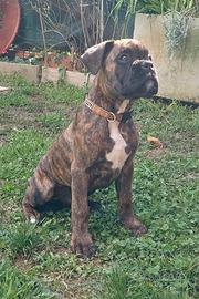 Cucciolo di boxer