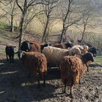 Pecore, agnelli e montone