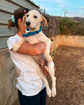 Meravigliosi cuccioli