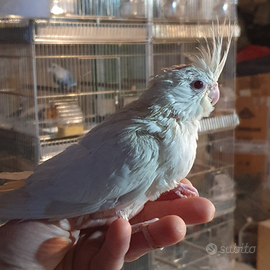 Calopsite allevate a mano