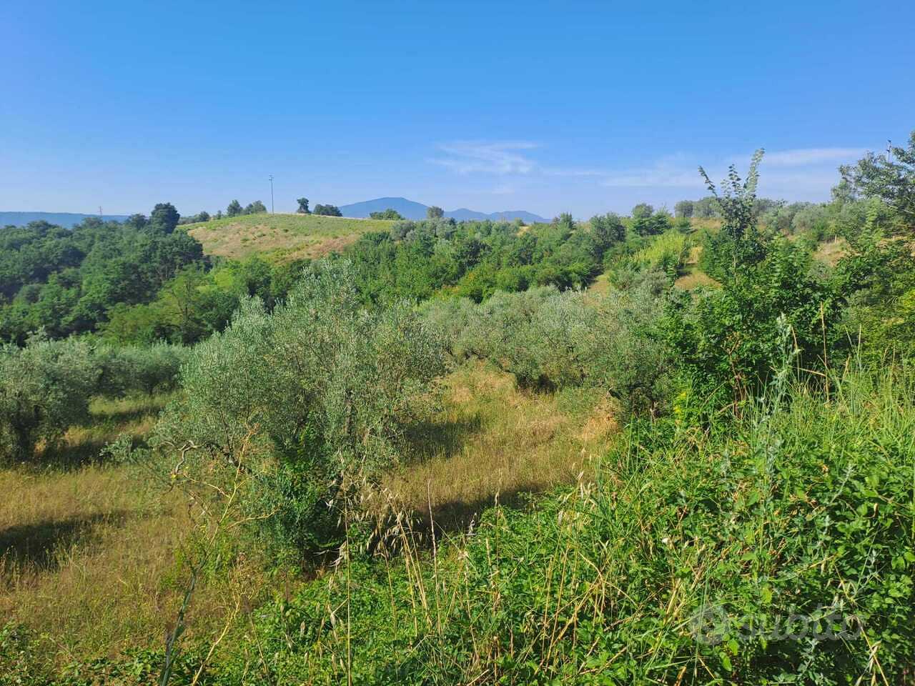 Uliveto a Alviano - Vista 4
