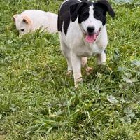 Cuccioli taglia medio grande