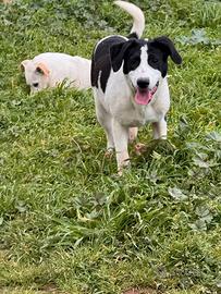 Cuccioli taglia medio grande