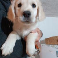 Cuccioli di Golden retriever