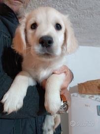 Cuccioli di Golden retriever