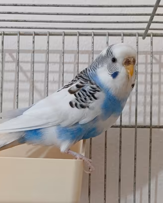 cocoriti 