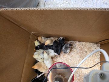 Pulcini Marans