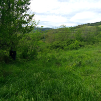 Terreno collinare seminativo