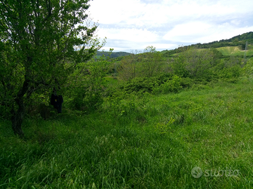 Terreno collinare seminativo