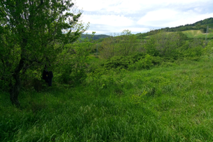 Terreno collinare seminativo