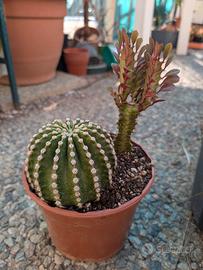 Echinopsis e Euphorbia 