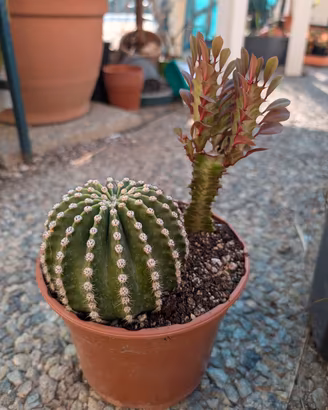 Echinopsis e Euphorbia 
