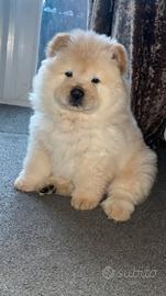 Cuccioli di chow chow femmina