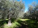 sortino-monte-bongiovanni-terreno-6600-mq