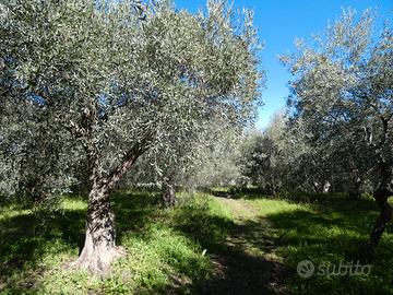 Sortino, Monte Bongiovanni, terreno 6600 mq