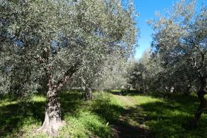 Sortino, Monte Bongiovanni, terreno 6600 mq