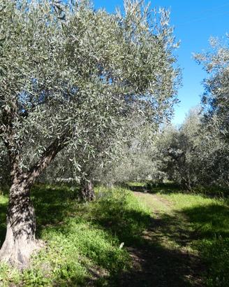 Sortino, Monte Bongiovanni, terreno 6600 mq